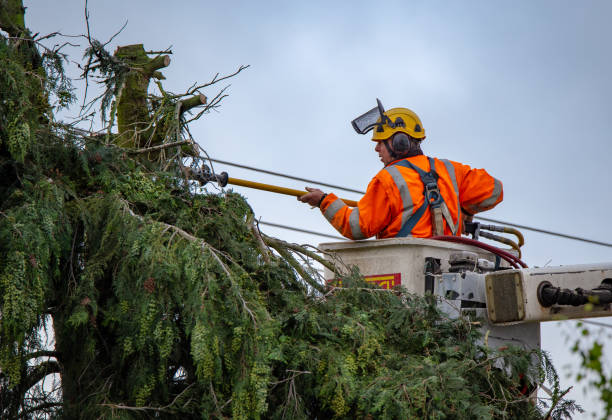 Best Root Management and Removal  in Orland, CA